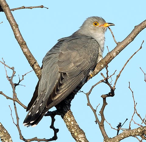 African Cuckoo